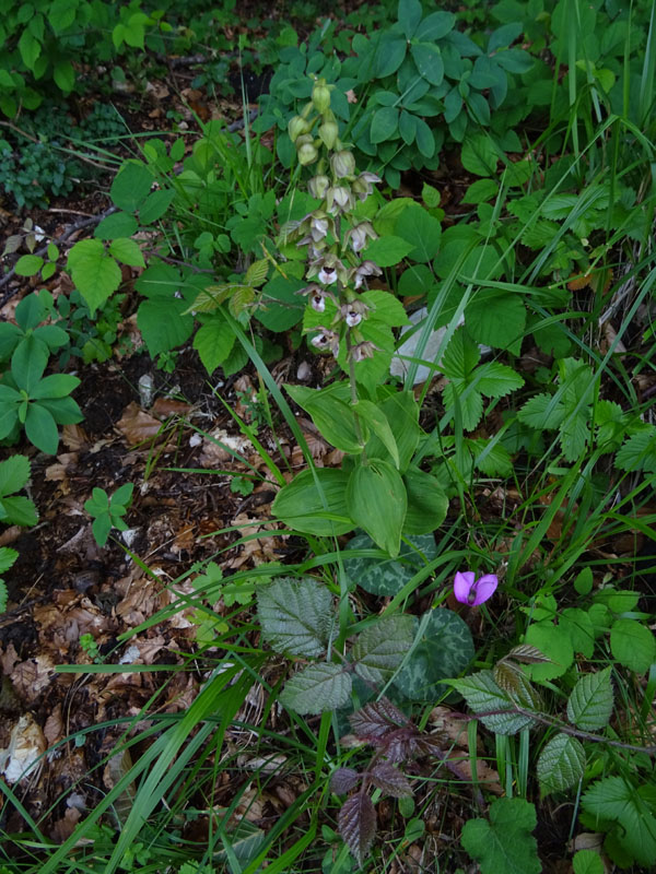 Epipactis helleborine.......da Sopramonte (TN)